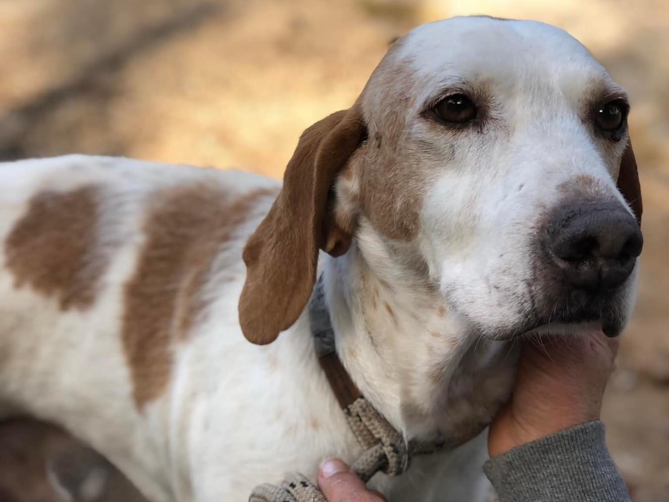 Adotta un cane, taglia media, maschio, Latina