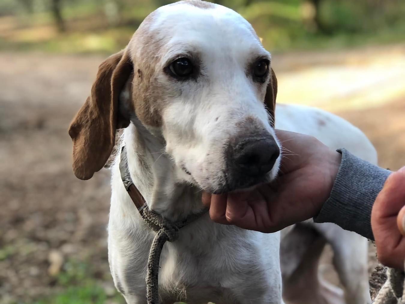 Vuoi adottare un cane a Latina?