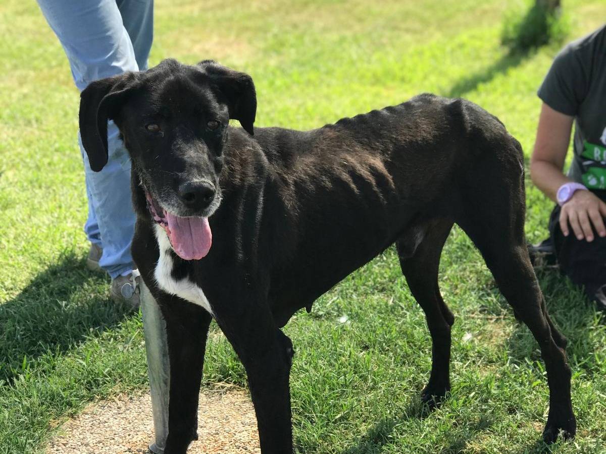 Adotta un cane, maschio, 8 anni  e 6 mesi , Latina