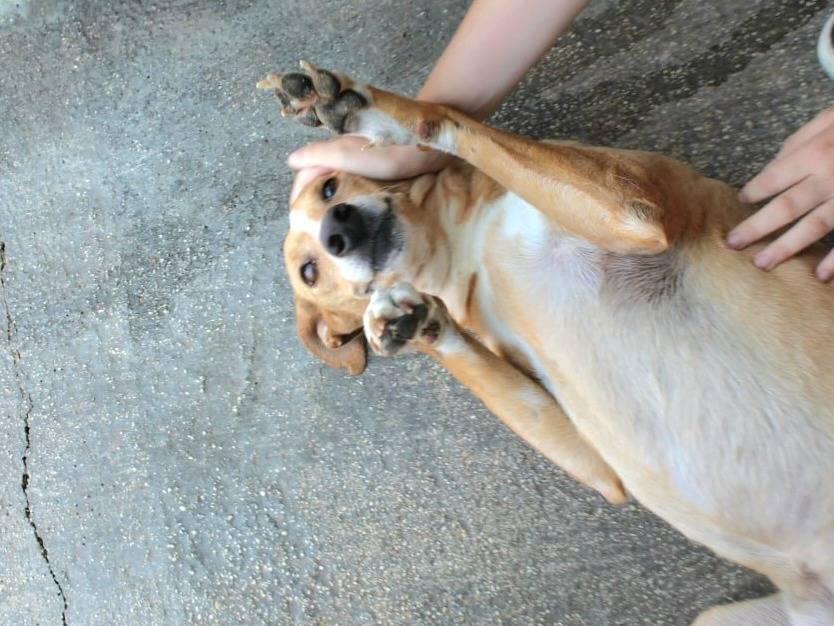 Adotta un cane, femmina, 7 anni  e 11 mesi , Agrigento