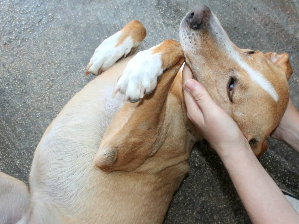 Adotta un cane, taglia media contenuta, femmina, Agrigento
