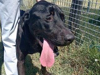 Adozione cane, maschio, Corso Corso, 3 anni  e 6 mesi , taglia gigante, Latina