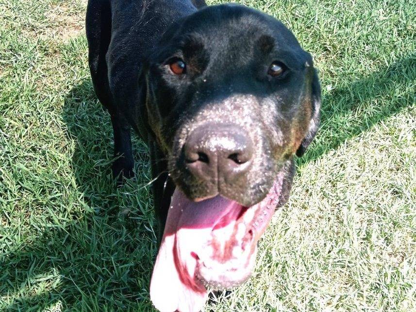 Adotta un cane, maschio, 3 anni  e 6 mesi , Latina