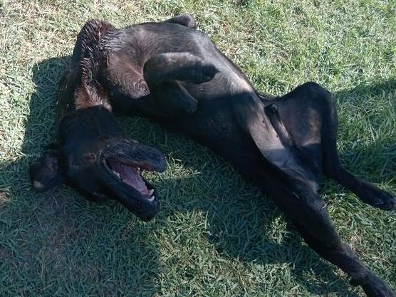 Adotta il cane Black a Latina