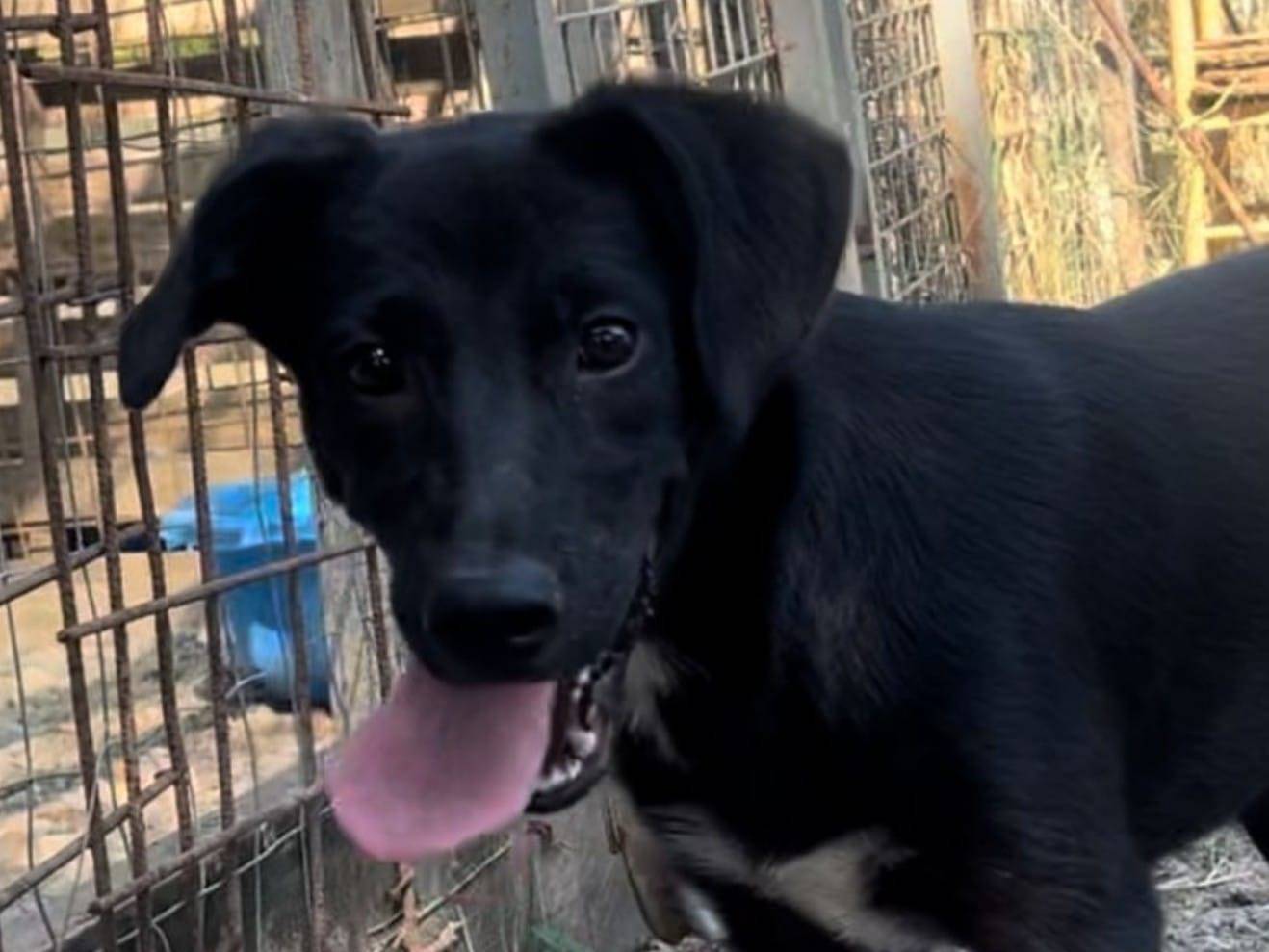 Adozione cane, femmina, meticcio, 1 anno e 8 mesi, taglia media contenuta, Crotone