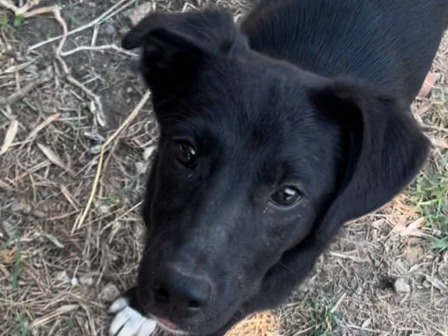 Adotta un cane, femmina, 1 anno e 8 mesi, Crotone