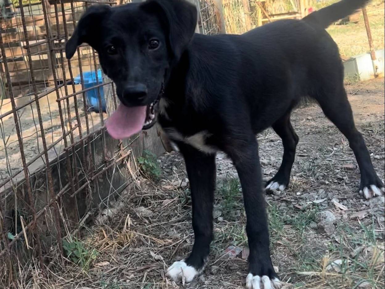 Adotta un cane, taglia media contenuta, femmina, Crotone