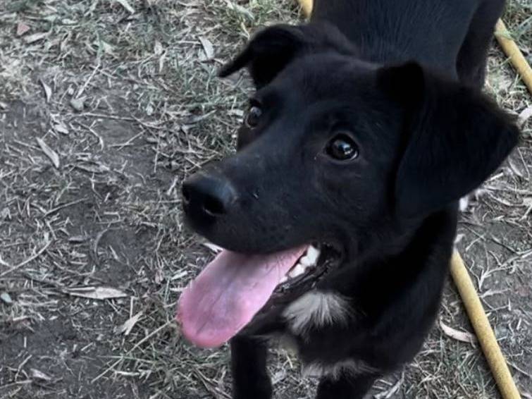 Vuoi adottare un cane a Crotone?