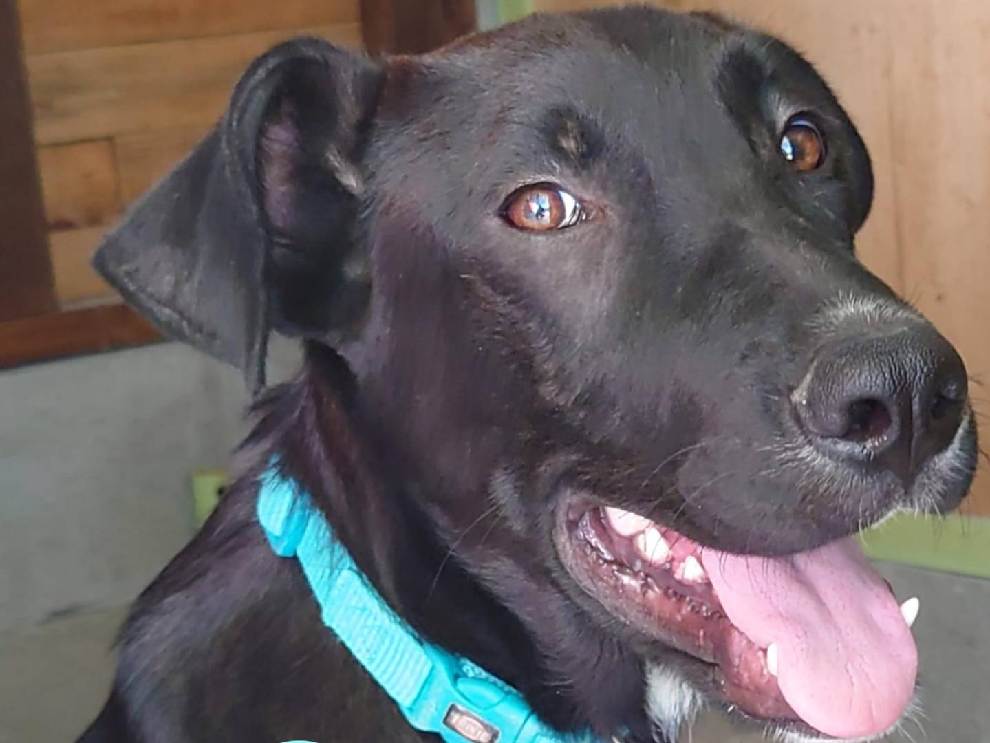 Adozione cane, maschio, meticcio, 1 anno e 10 mesi, taglia media, Parma