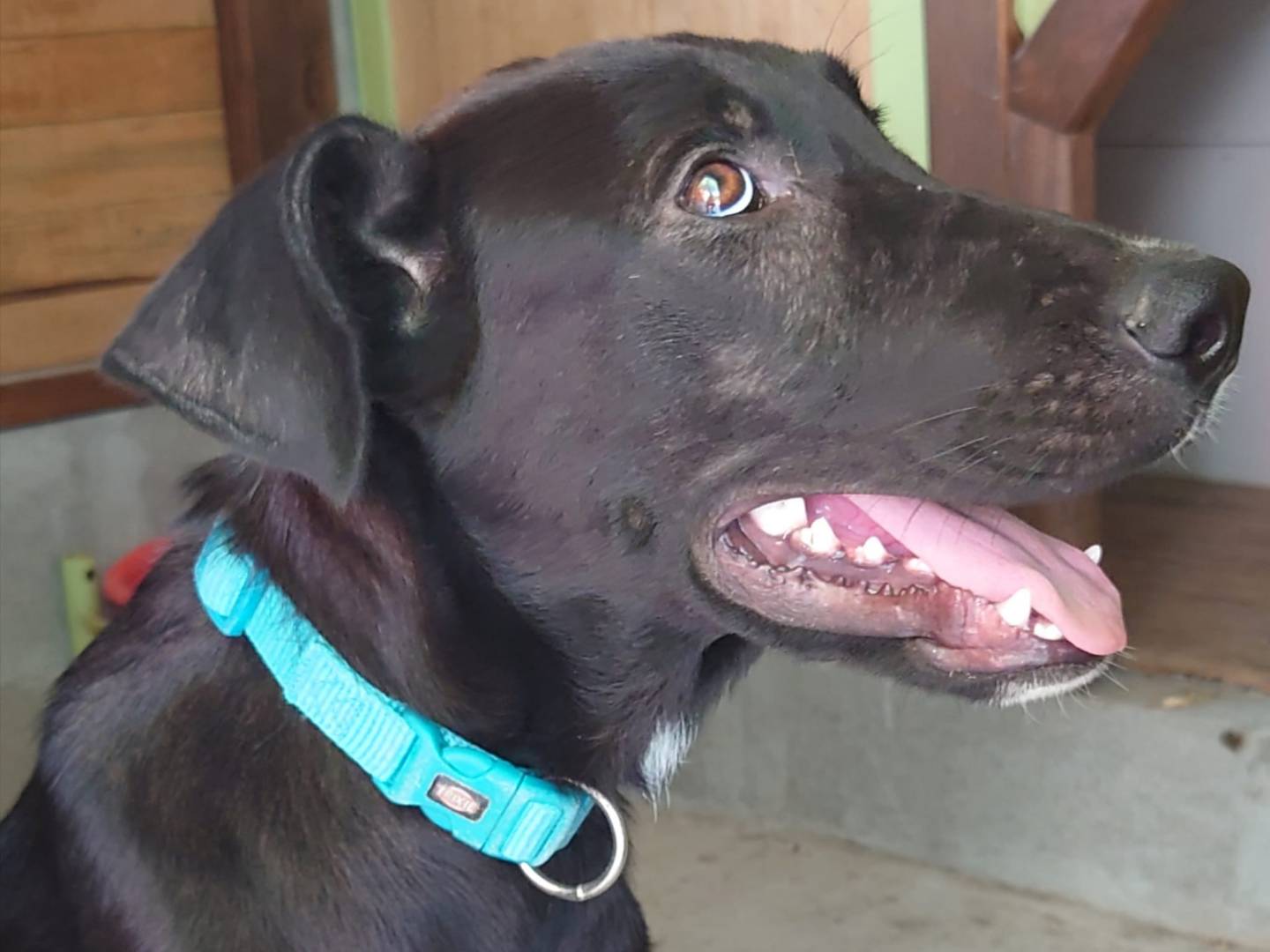 Adotta un cane, maschio, 1 anno e 10 mesi, Parma