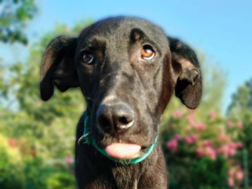 Adotta un cane, taglia media, maschio, Parma