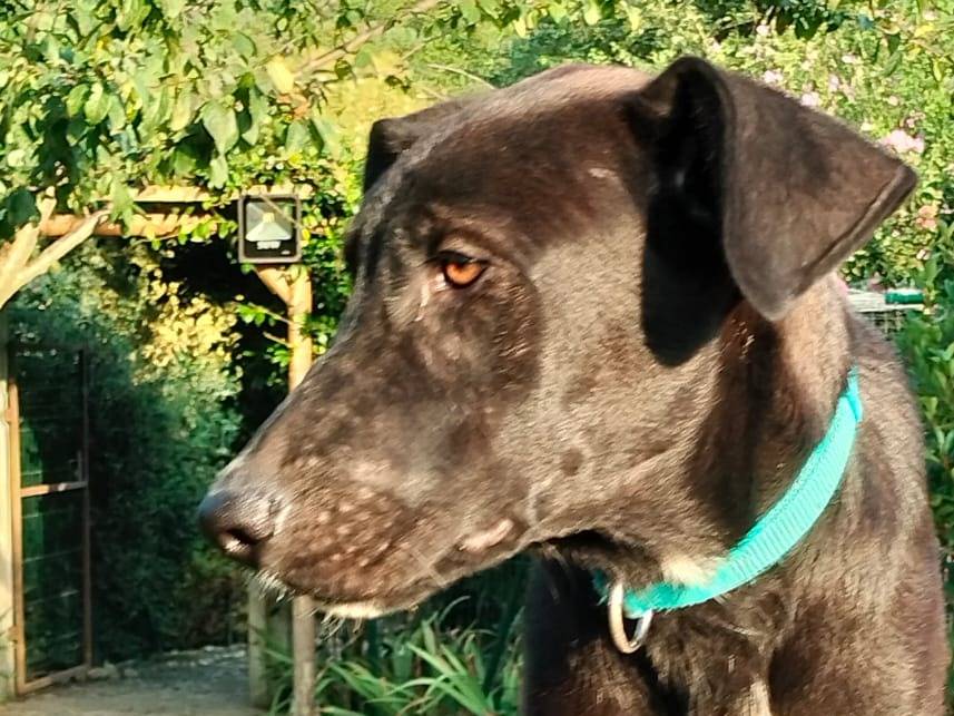 Vuoi adottare un cane a Parma?