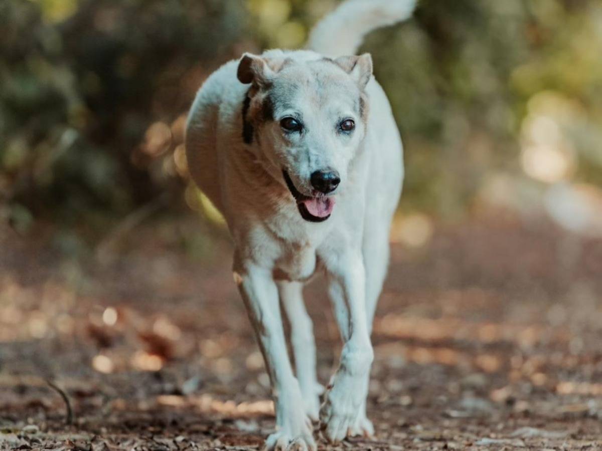 Adotta un cane, femmina, 18 anni , Roma