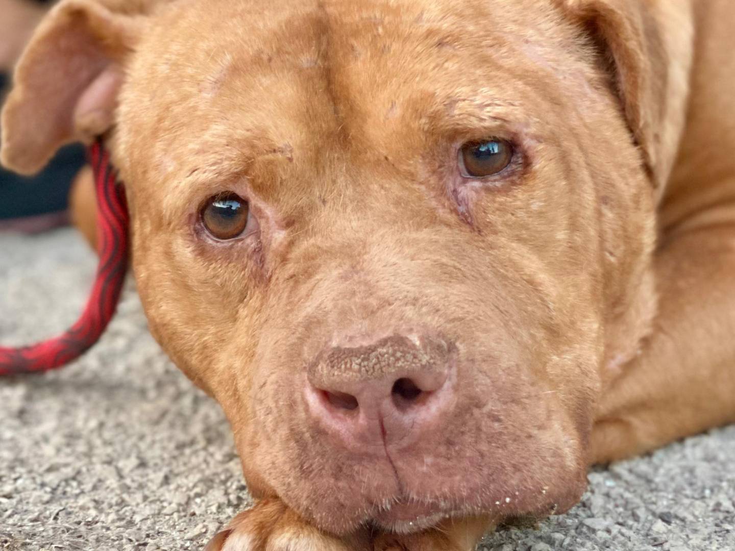 Adotta un cane, maschio, 2 anni  e 11 mesi , Napoli