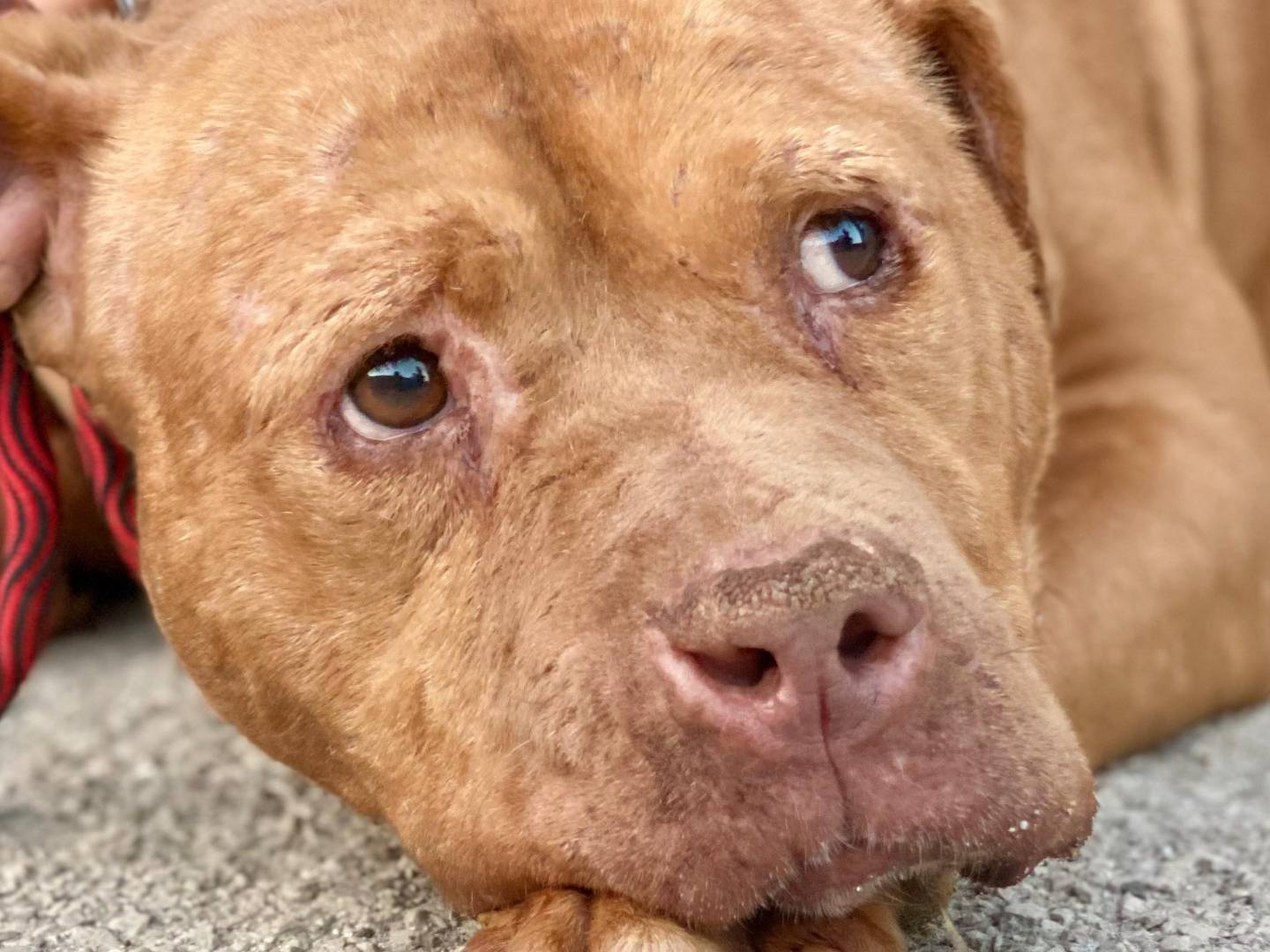 Adotta un cane, taglia media, maschio, Napoli
