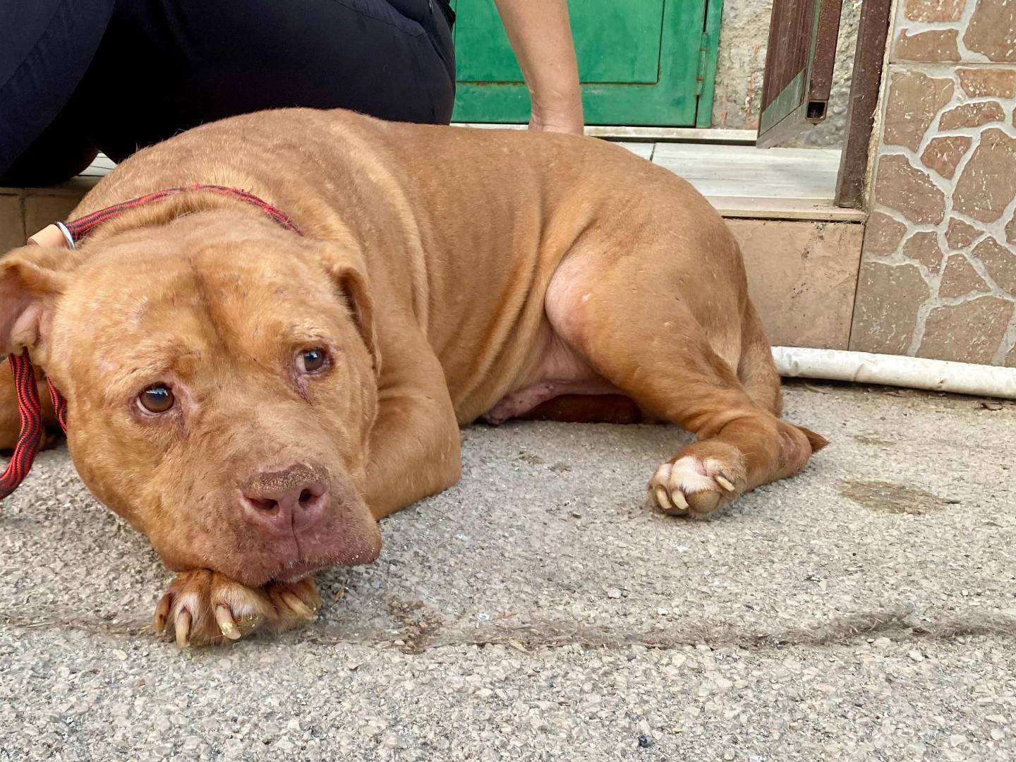 Vuoi adottare un cane a Napoli?