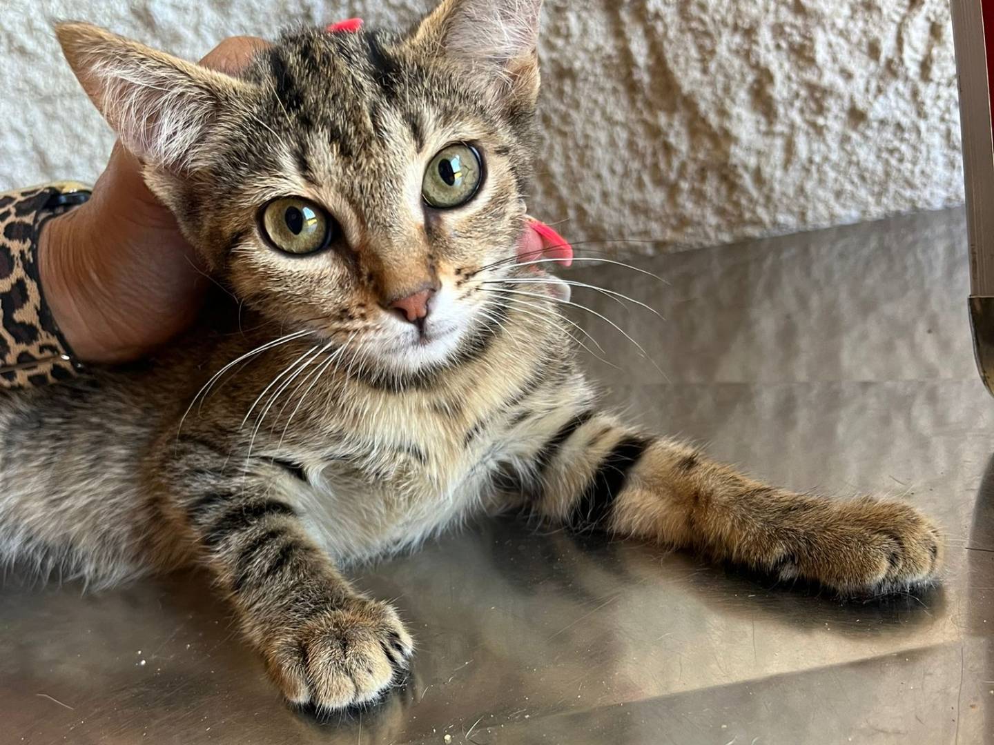 Adotta un gatto, femmina, 7 mesi, Trapani