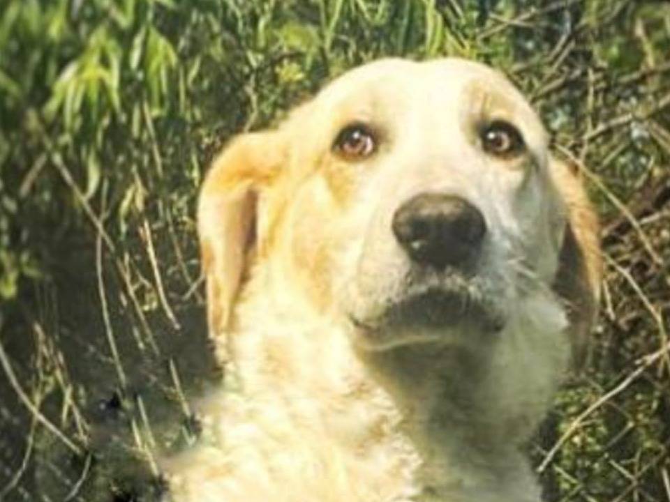 Adotta un cane, maschio, 3 anni e 9 mesi, Pavia