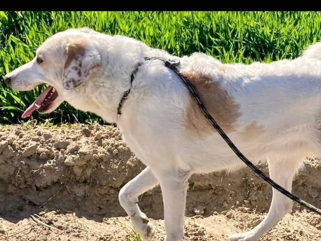 Adotta un cane, taglia media, maschio, Pavia