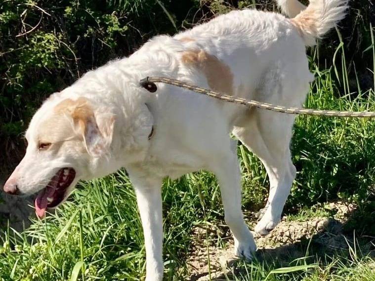 Vuoi adottare un cane a Pavia?