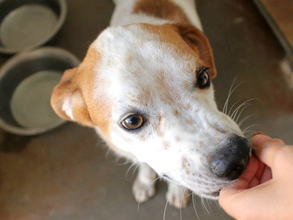 Adotta un cane, taglia media, femmina, Agrigento