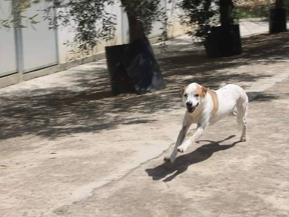 Vuoi adottare un cane a Agrigento?