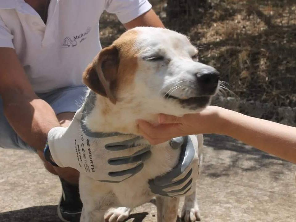Adotta il cane Irys a Agrigento