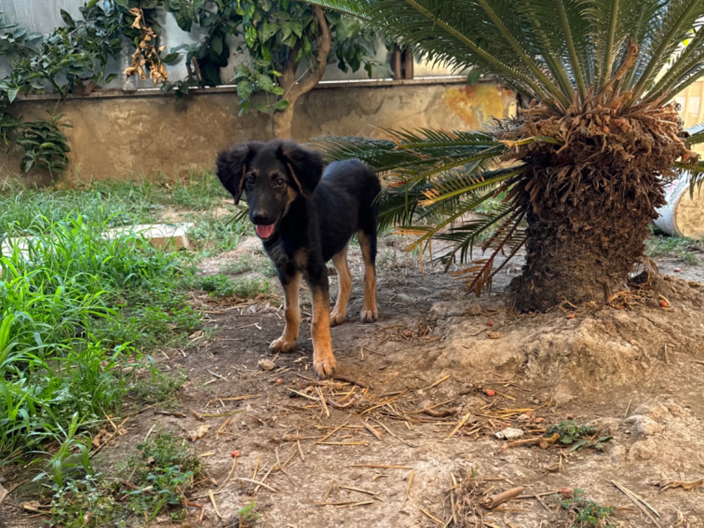 Adotta un cane, taglia media contenuta, femmina, Caserta