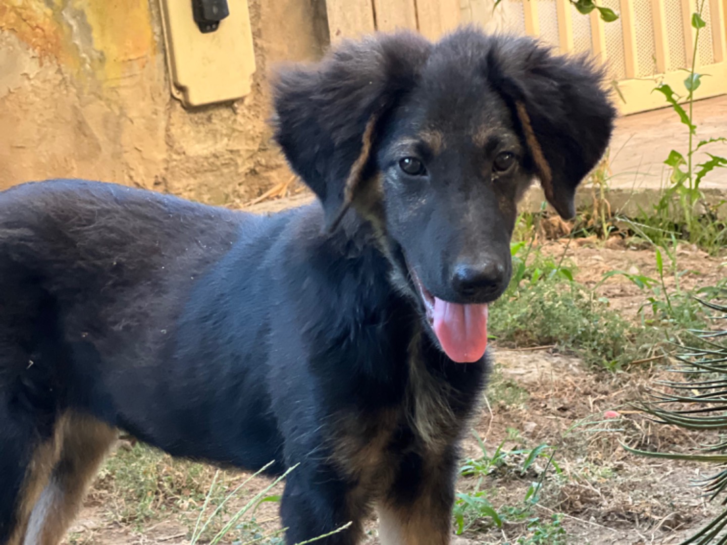 Vuoi adottare un cane a Caserta?