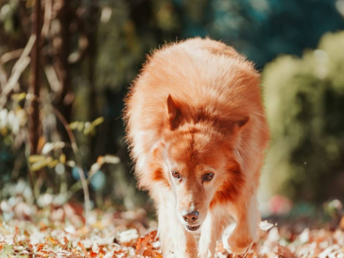 Foto dell'animale