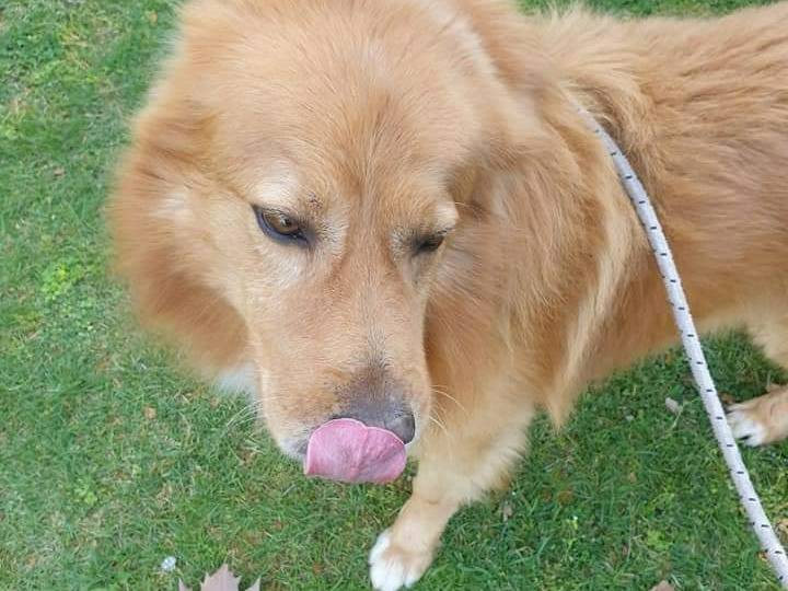 Adotta un cane, maschio, 11 anni  e 3 mesi , Roma