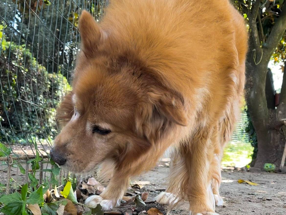 Adotta un cane, taglia grande, maschio, Roma