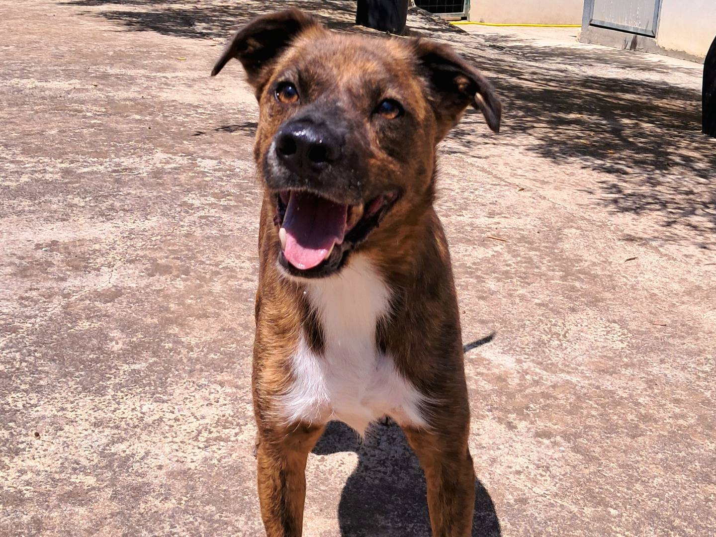 Adozione cane, maschio, Amstaff Razza sconosciuta, 3 anni  e 10 mesi , taglia media, Agrigento