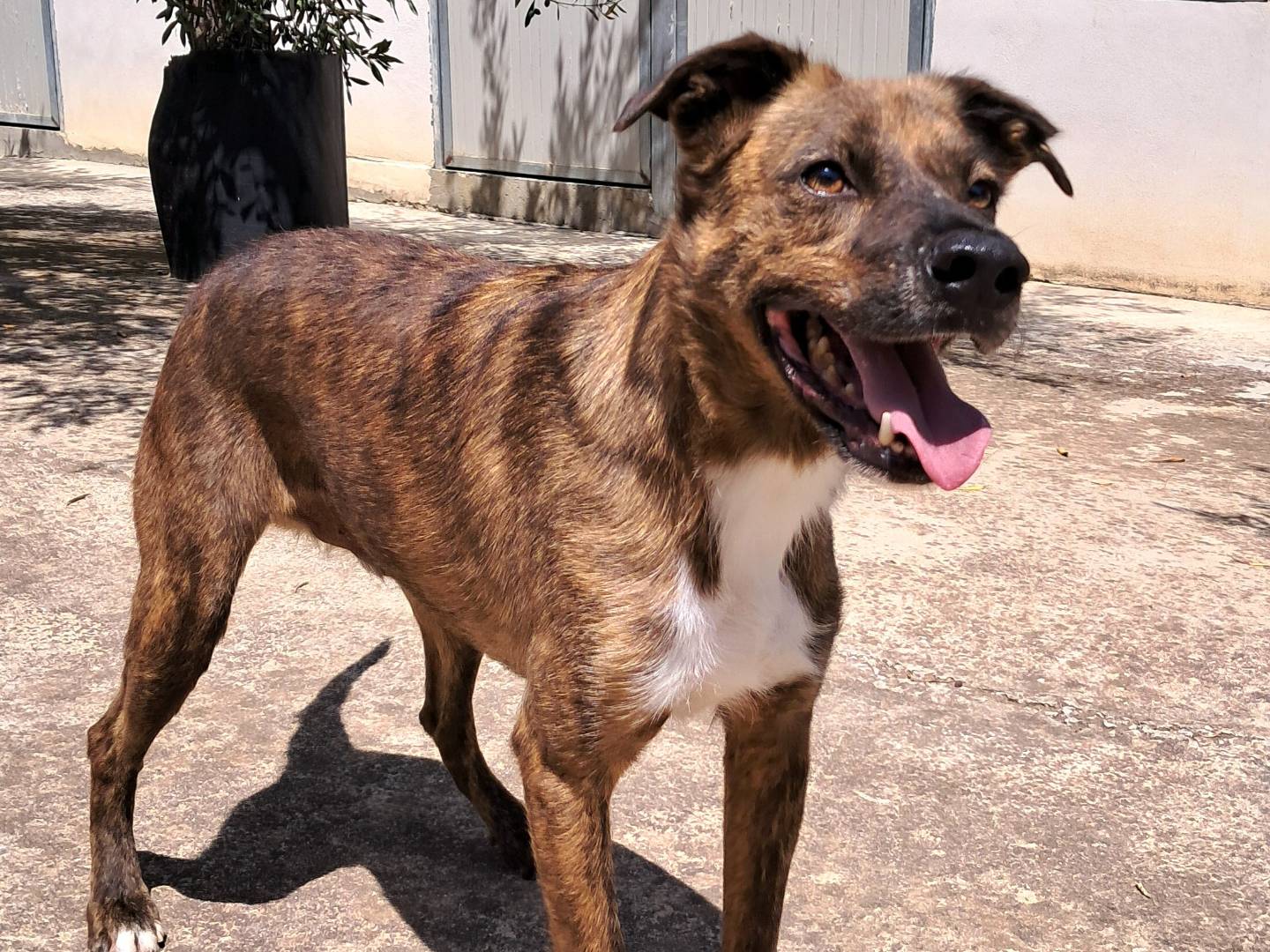 Adotta un cane, maschio, 3 anni  e 10 mesi , Agrigento
