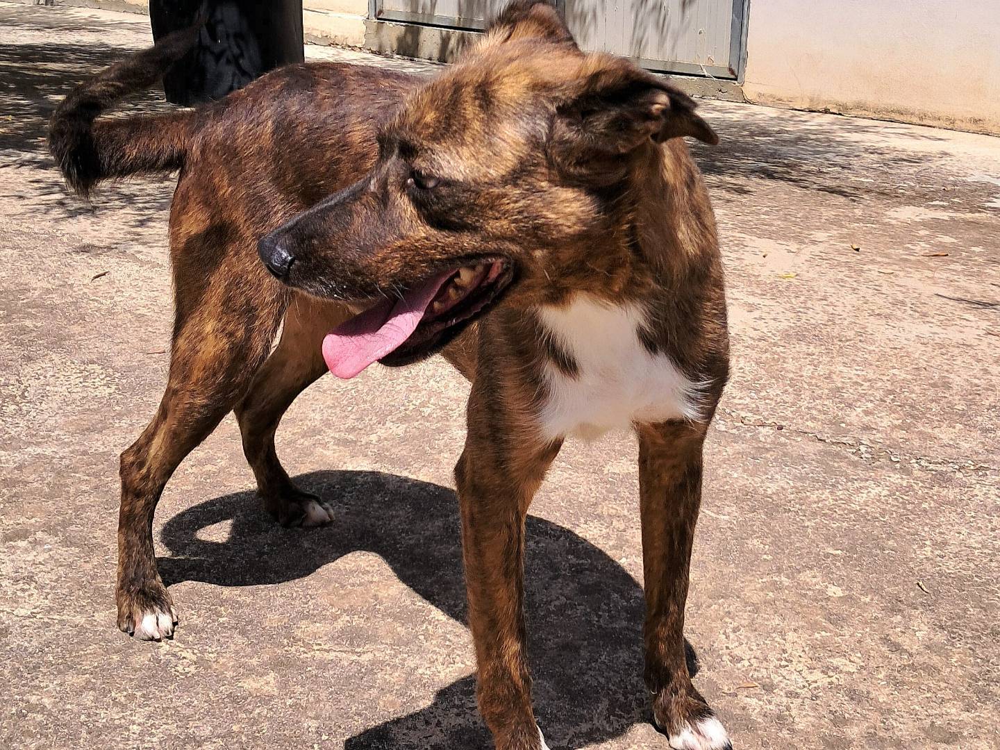 Adotta un cane, taglia media, maschio, Agrigento
