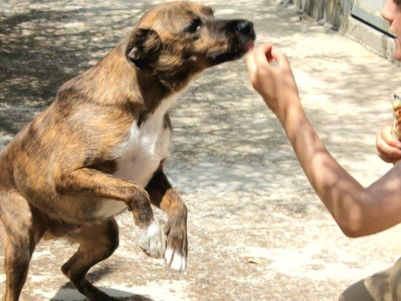 Vuoi adottare un cane a Agrigento?