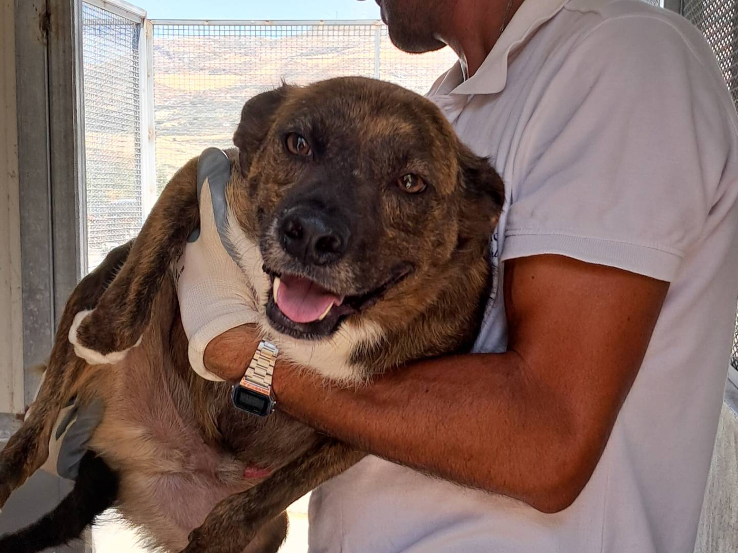 Adotta il cane Gullyt a Agrigento