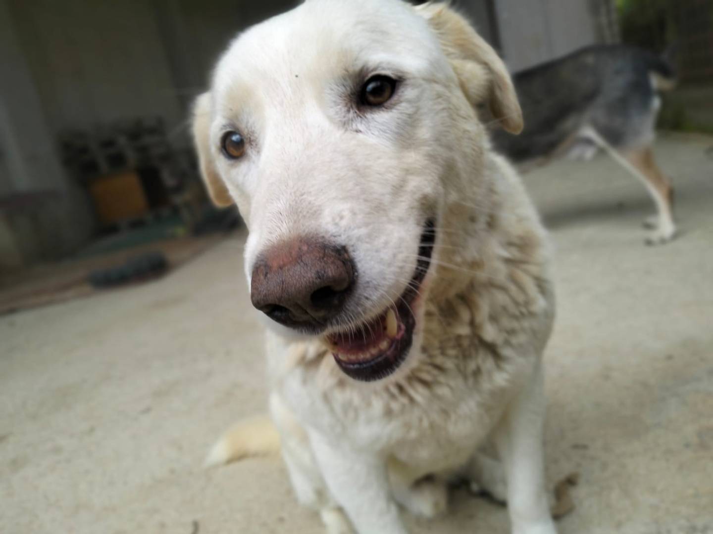 Adozione cane, maschio, meticcio, 6 anni  e 3 mesi , taglia grande, Messina