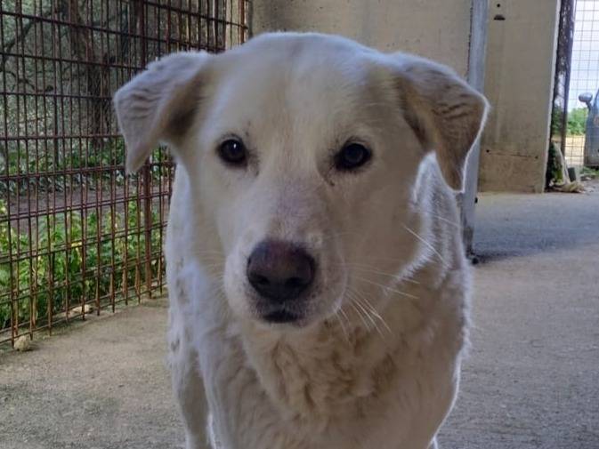 Adotta un cane, maschio, 6 anni  e 3 mesi , Messina