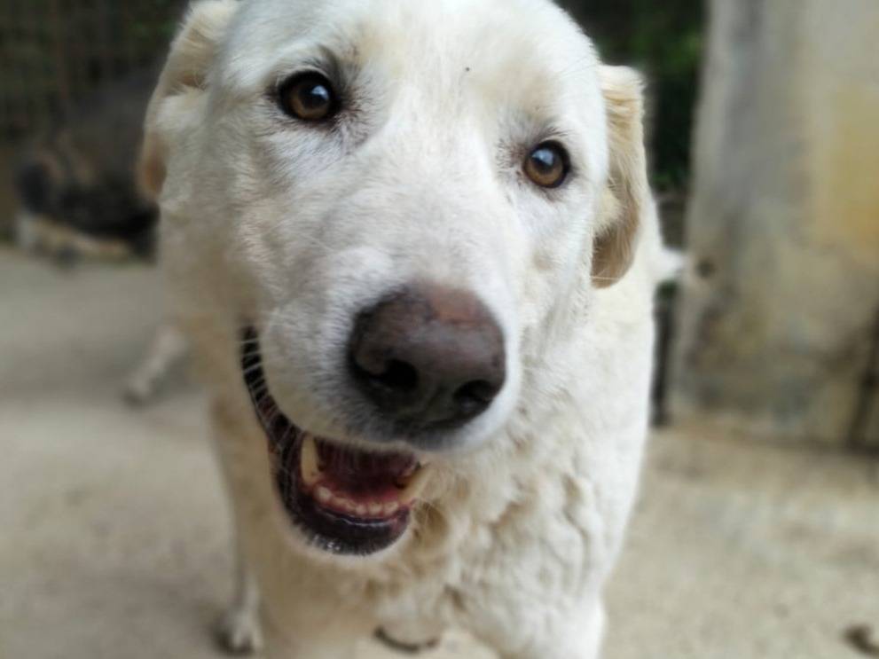 Adotta un cane, taglia grande, maschio, Messina