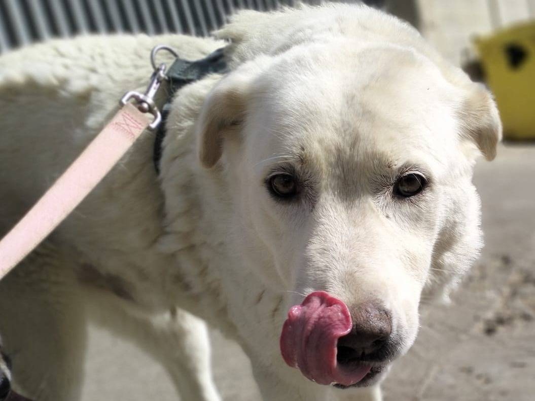 Vuoi adottare un cane a Messina?