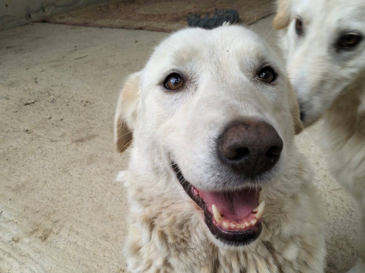 Adotta il cane WILLY  a Messina