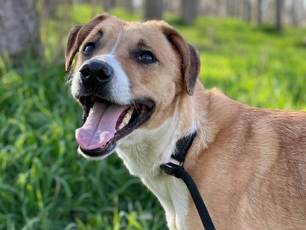 Adotta un cane, femmina, 4 anni , Milano