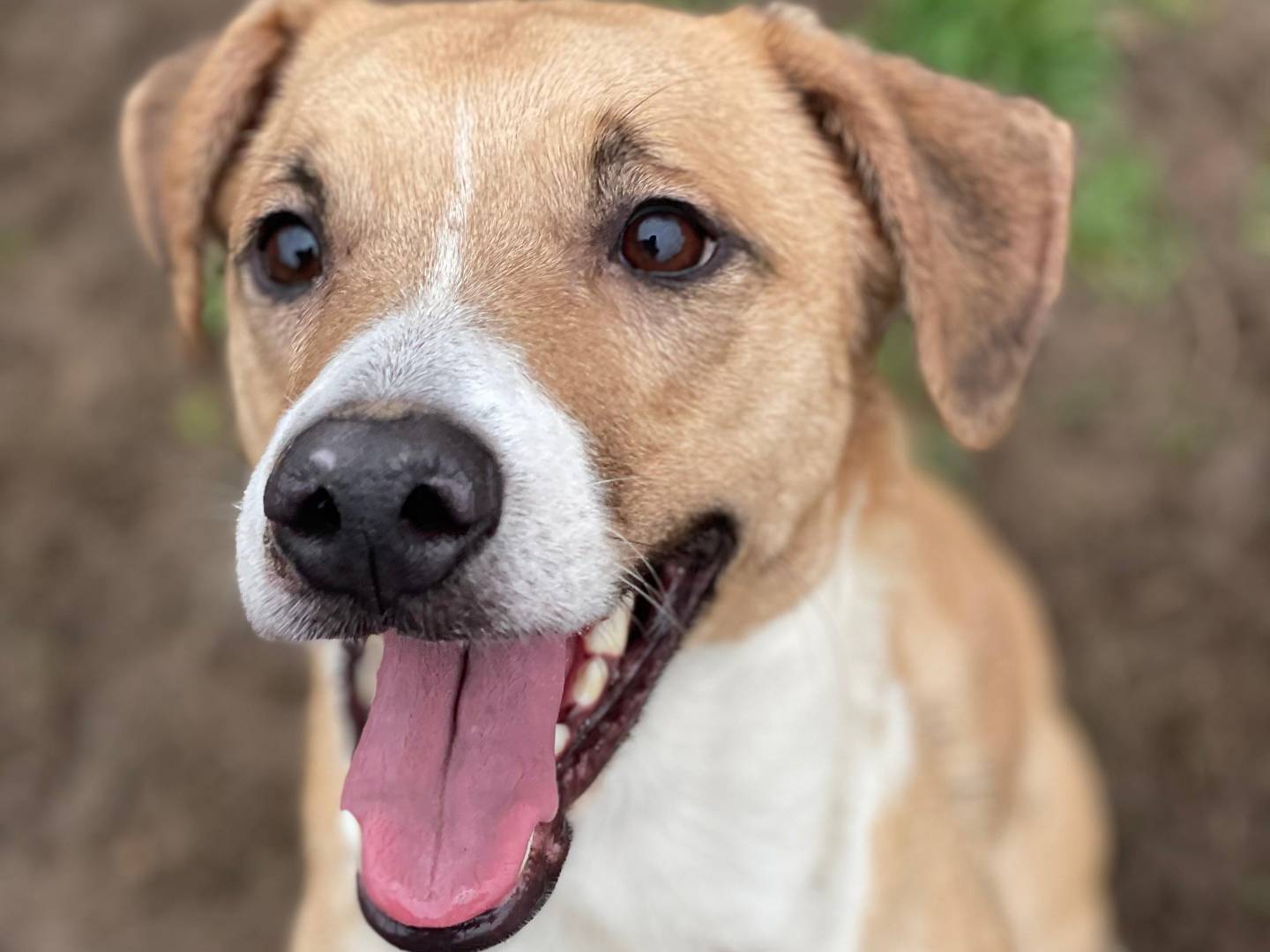 Adotta un cane, taglia media, femmina, Milano