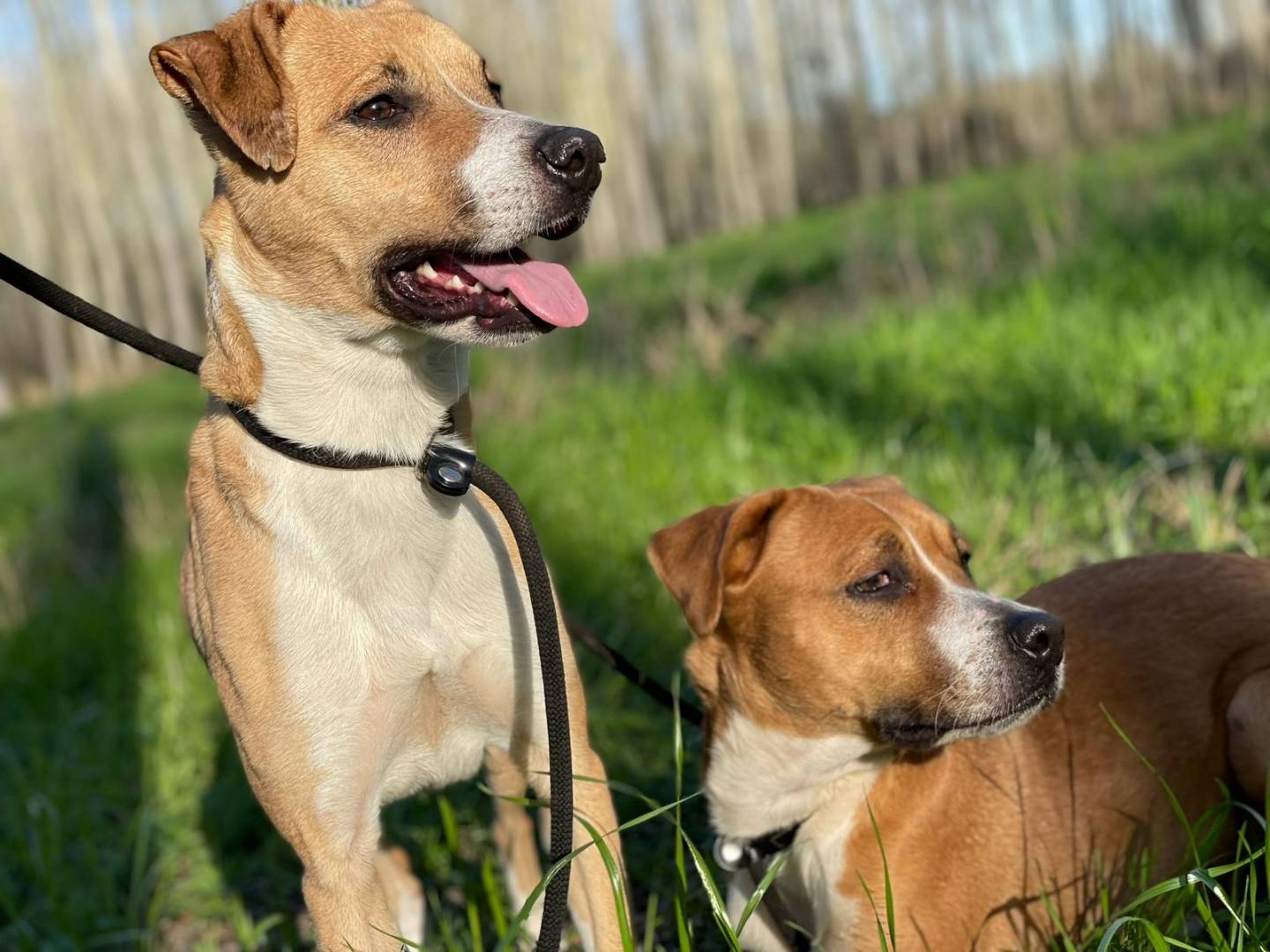 Vuoi adottare un cane a Milano?