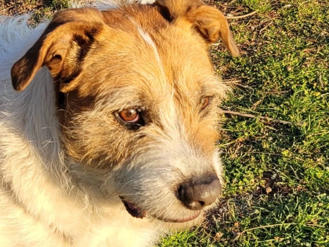 Adotta un cane, taglia grande, femmina, Milano