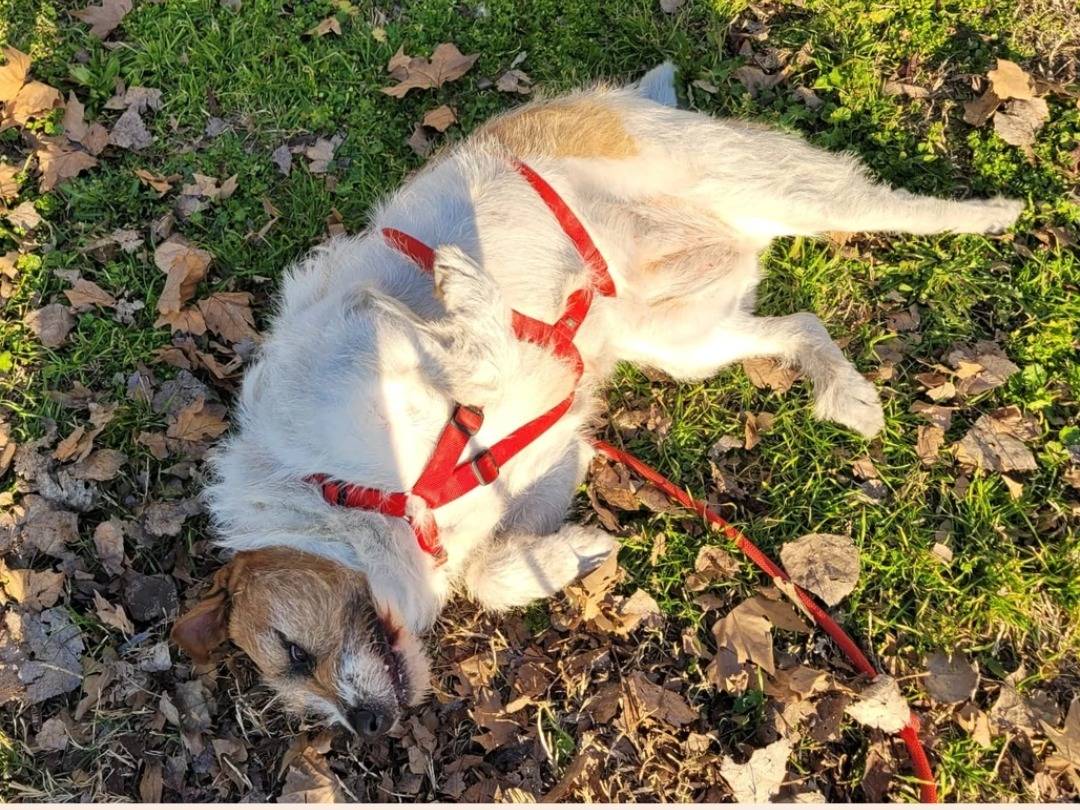Vuoi adottare un cane a Milano?