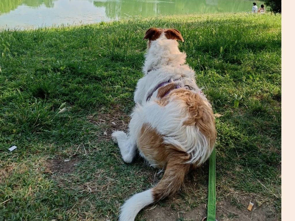 Adotta il cane Kira a Milano