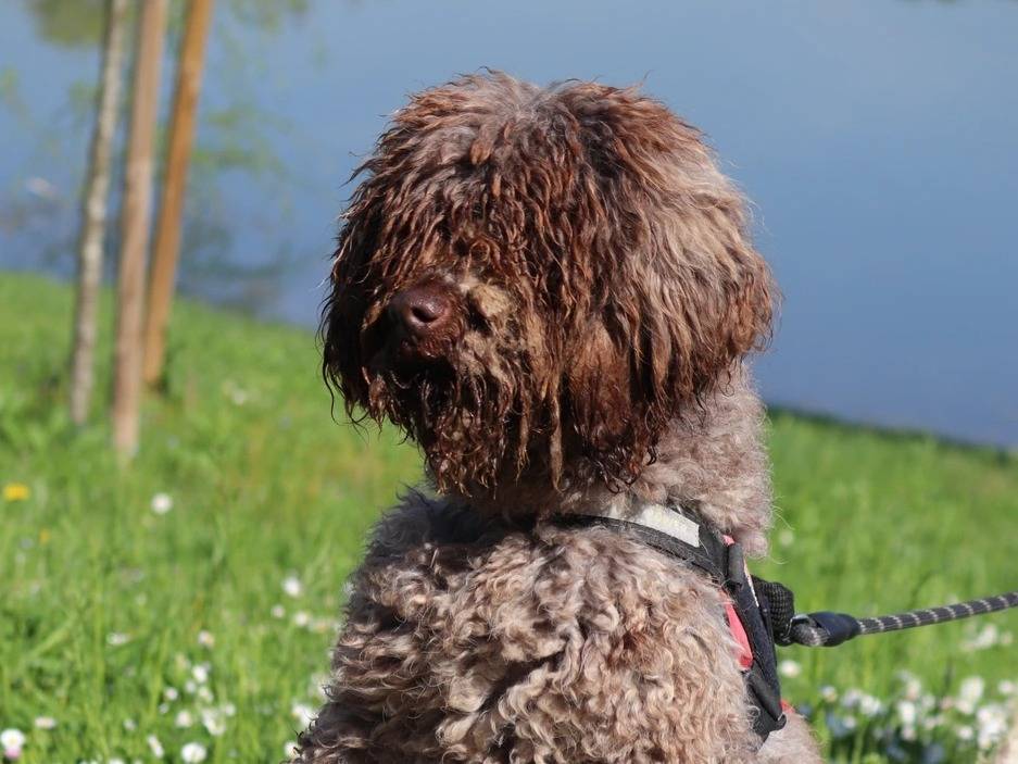 Adozione cane, maschio, Lagotto, 7 anni  e 10 mesi , taglia media, Milano