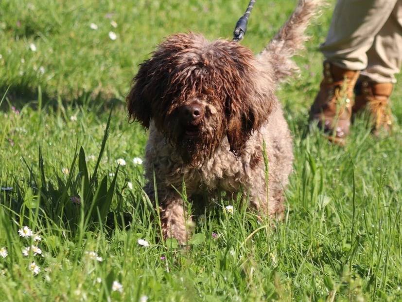Adotta un cane, maschio, 7 anni  e 10 mesi , Milano